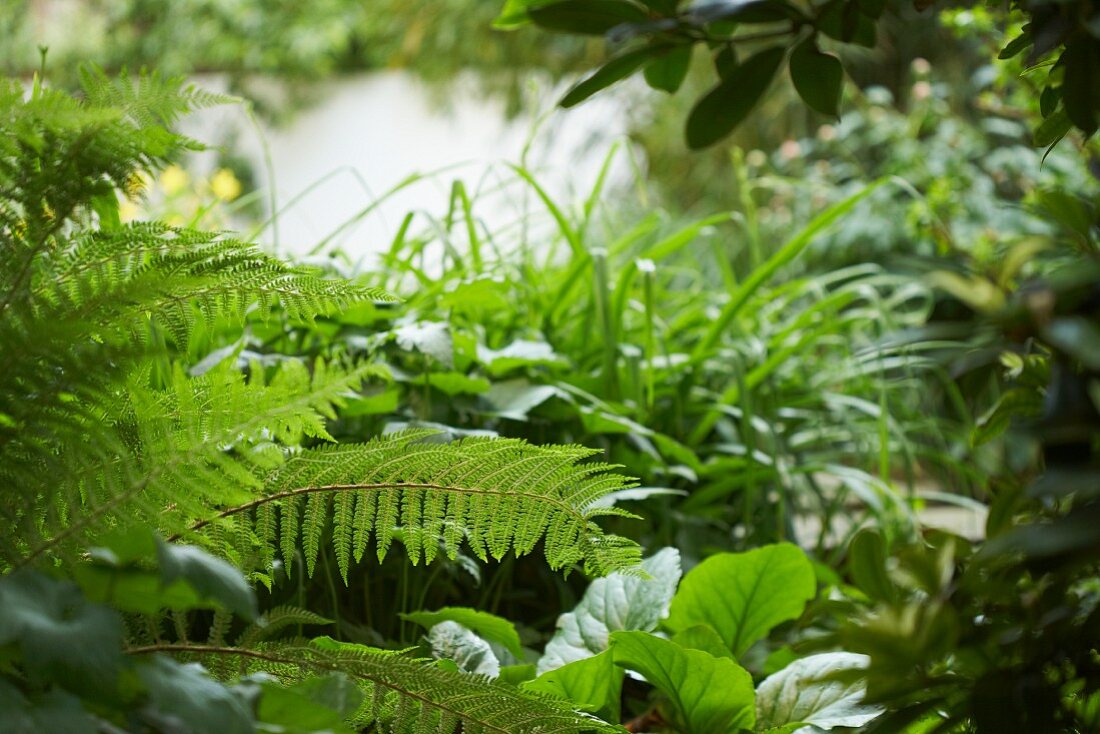 Ferns and various foliage plants in mature green garden