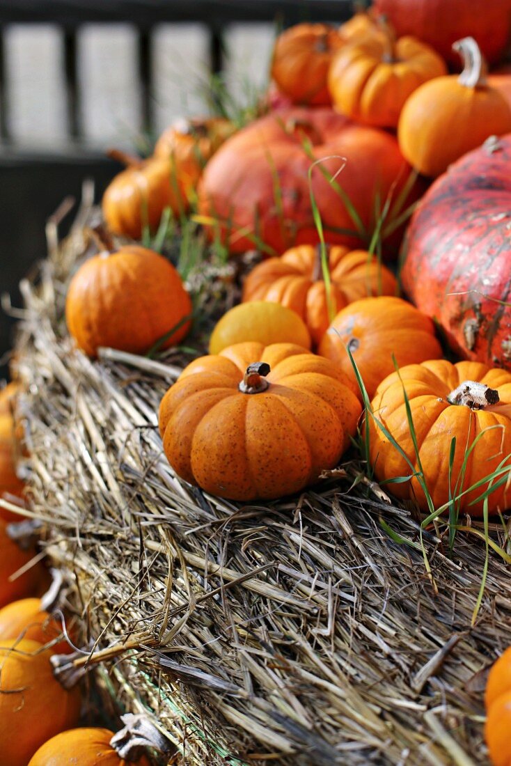 Various squashes on bales of hay