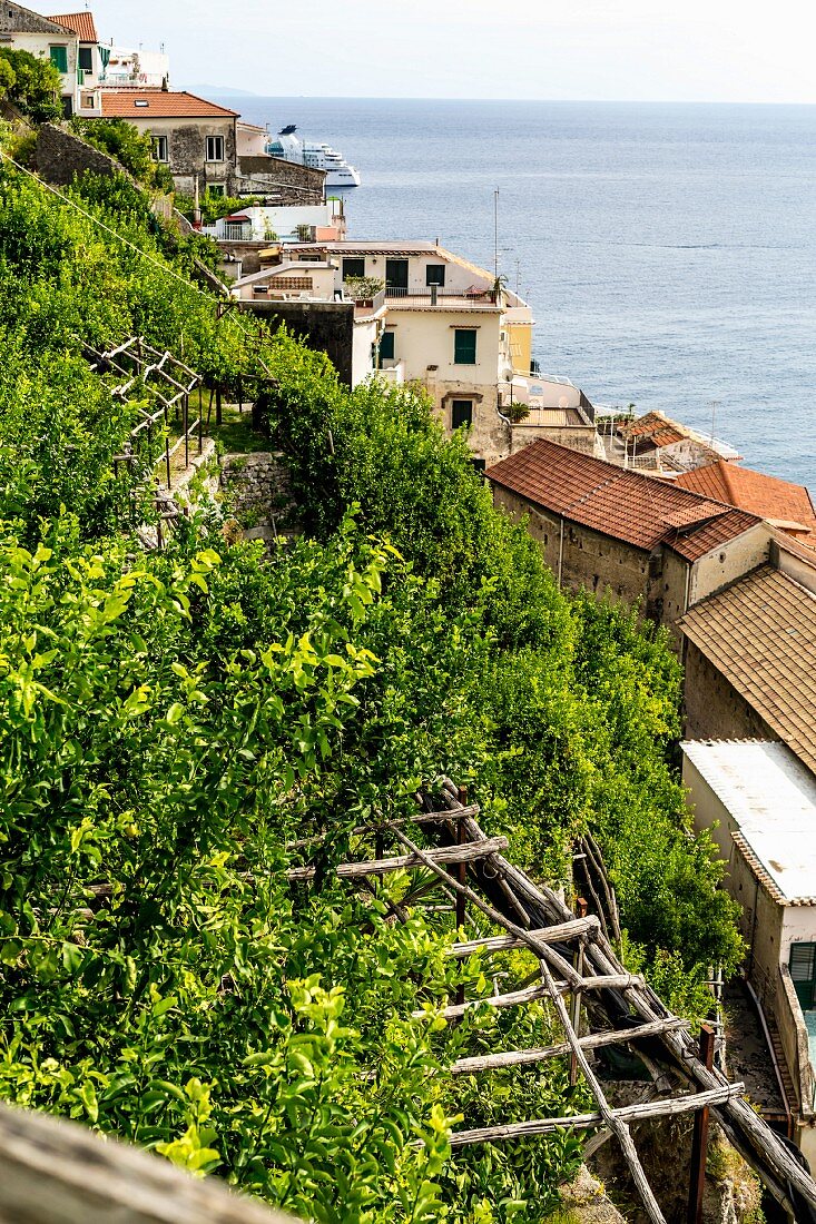 A lemon plantation on a hillside in Amalfi, Italy