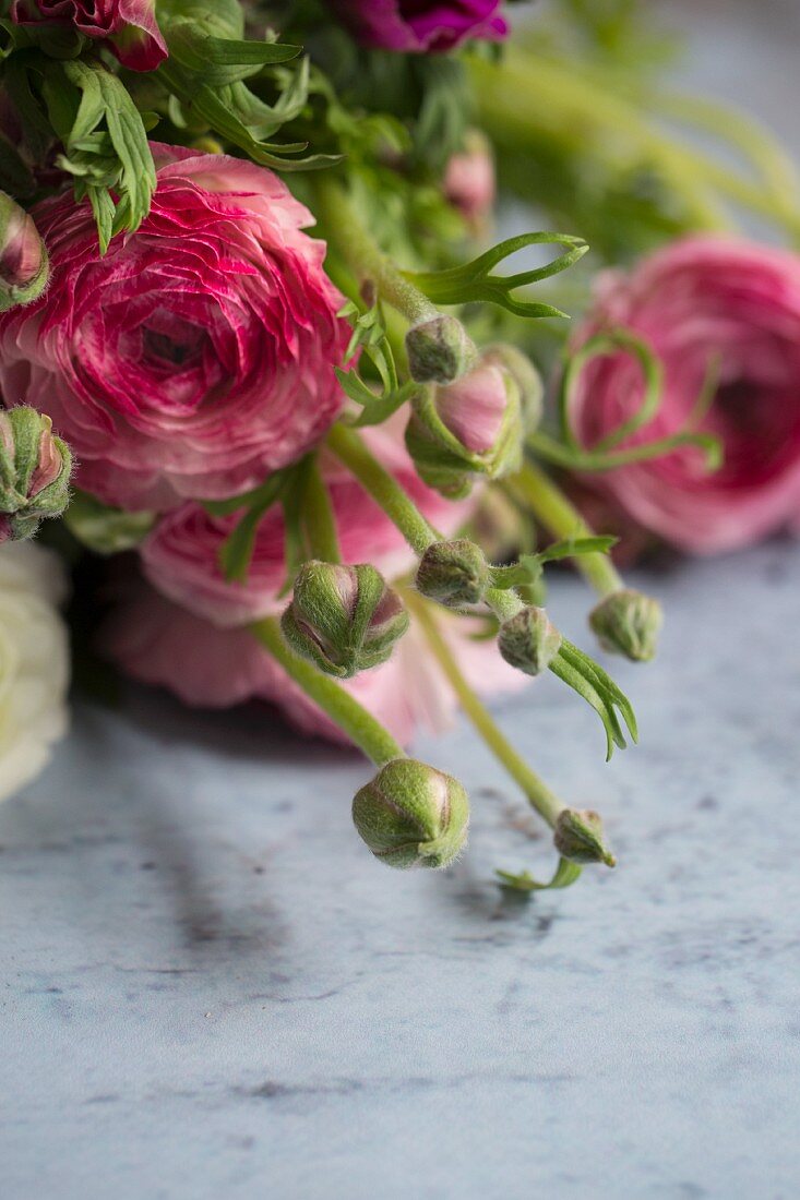 Bouquet of pink ranunculus and ranunculus buds
