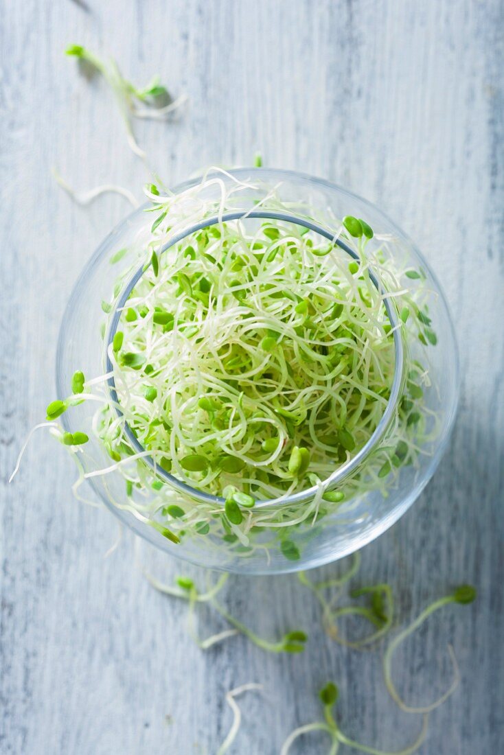 Fresh radish sprouts in a glass bowl