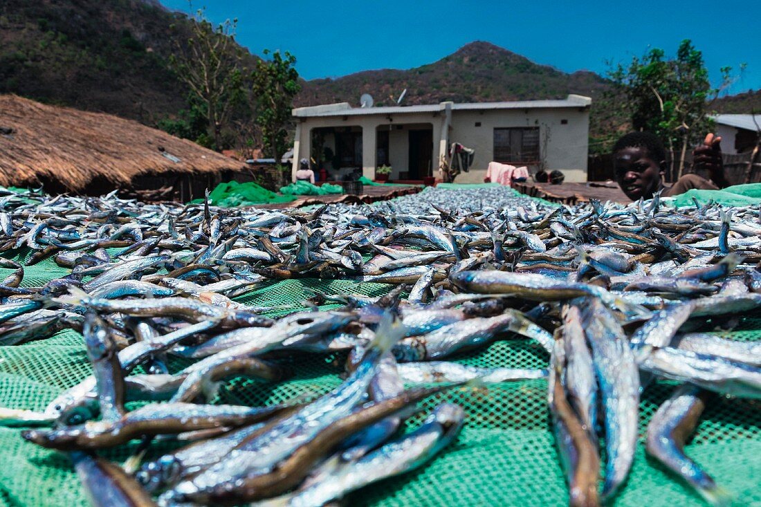 Freshly caught sardines from Lake Malawi (East Africa)