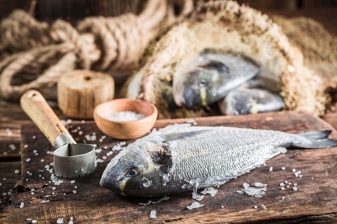 Freshly caught porgy being descaled