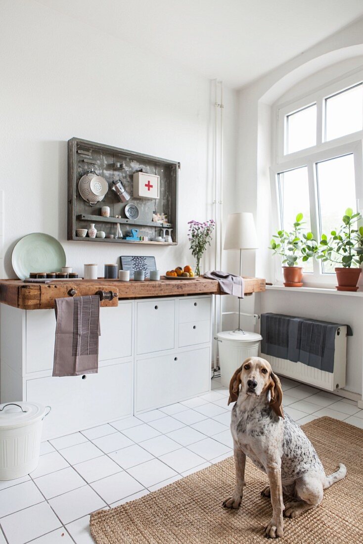 Dog sitting in kitchen of period apartment with old workbench used as worksurface