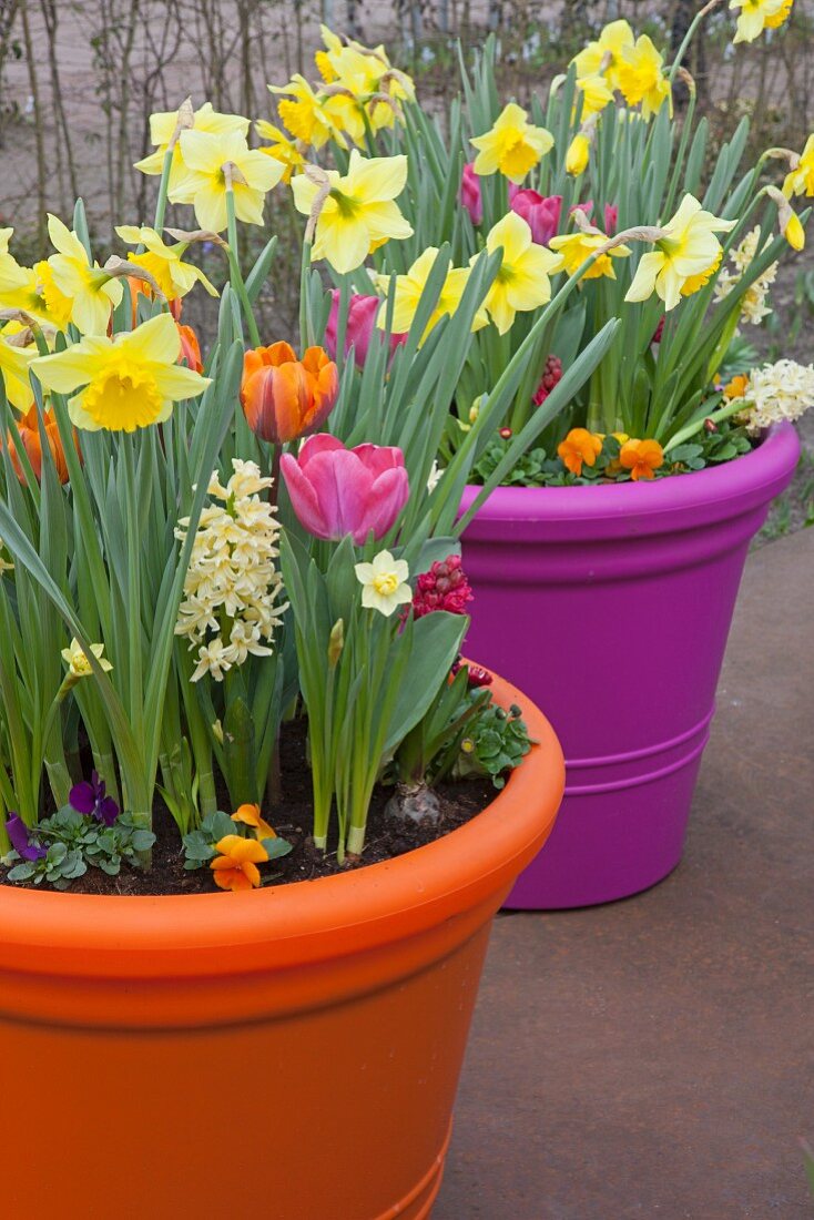 Brightly coloured pots of spring flowers
