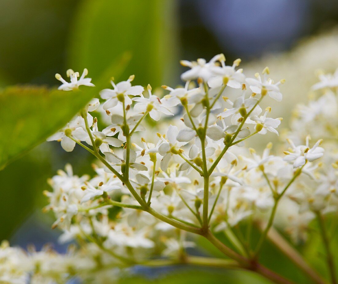 Elder flowers (close-up)