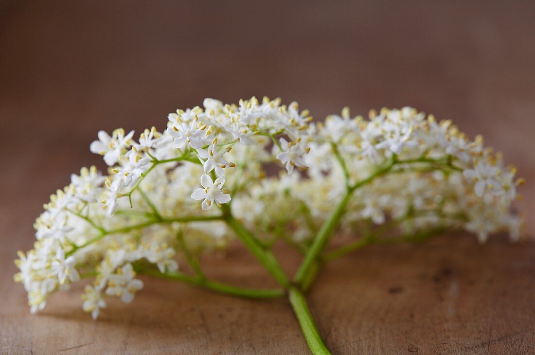 A sprig of elderflowers on a wooden surface