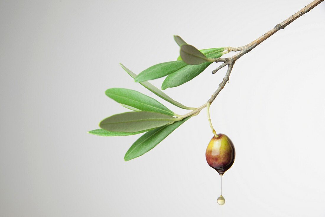 Von einer Olive tropfendes Olivenöl