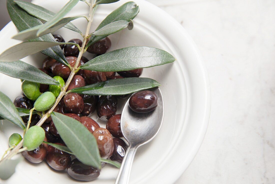Olives in olive oil with an olive sprig