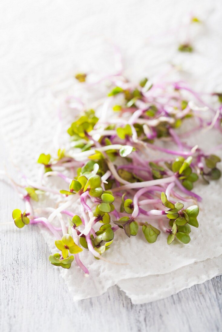 China rose sprouts on a piece of paper
