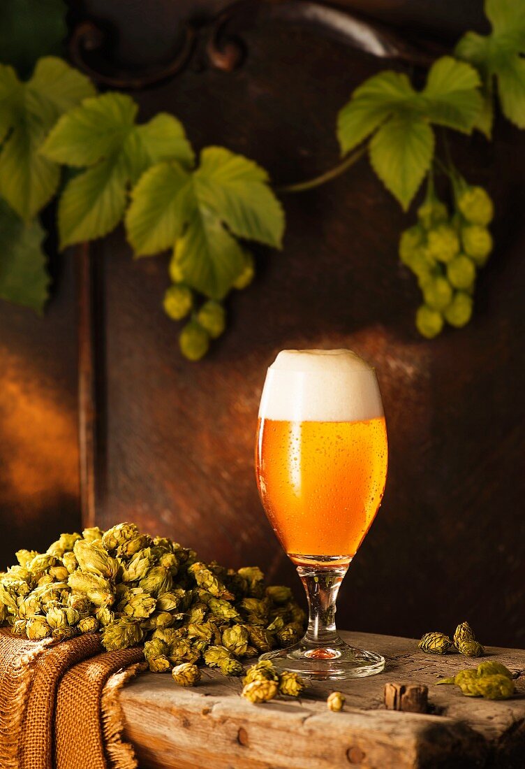 A freshly drawn beer in a glass on a wooden bench with hops and hops vines against a brown wooden wall