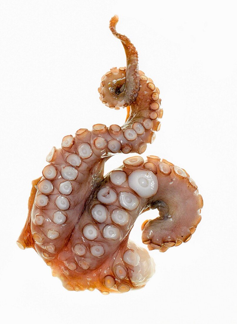 An octopus on a white surface