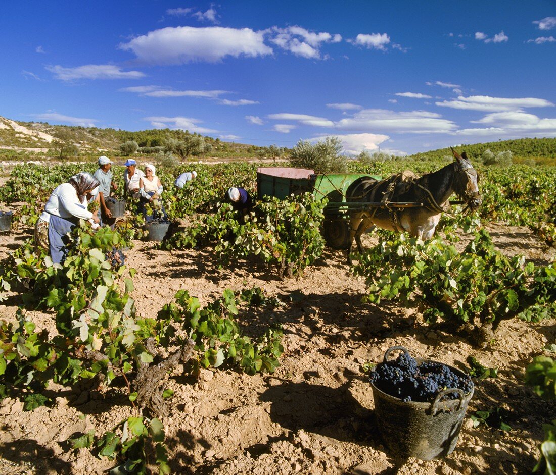 Weinlese von Bobal-Trauben auf dem kargen Boden nahe Valencia