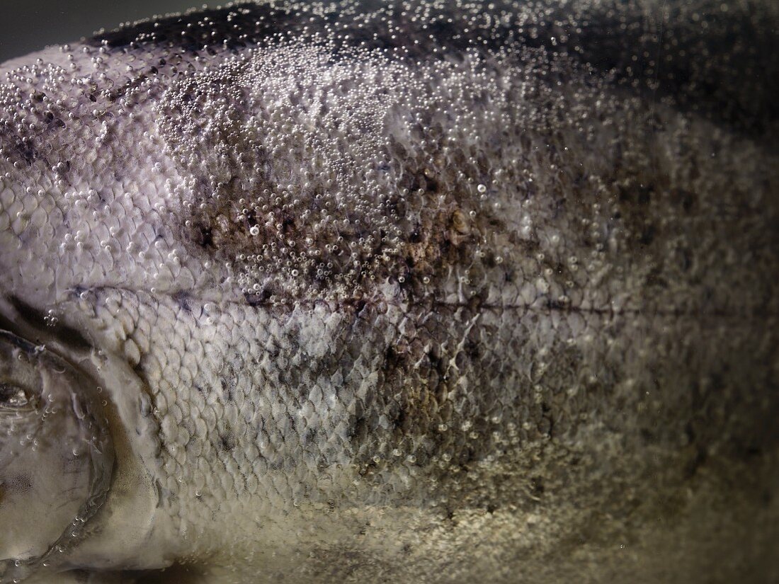 A trout in fresh spring water (detail, close-up)
