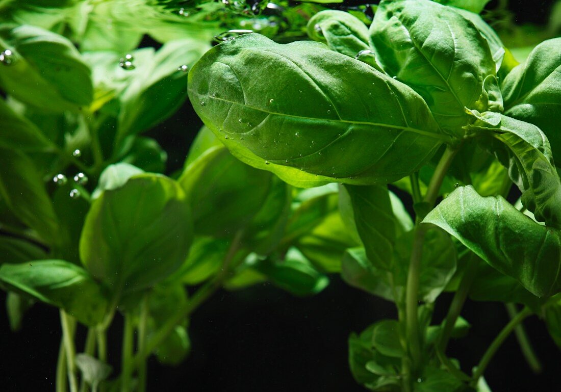 Fresh basil in cold water