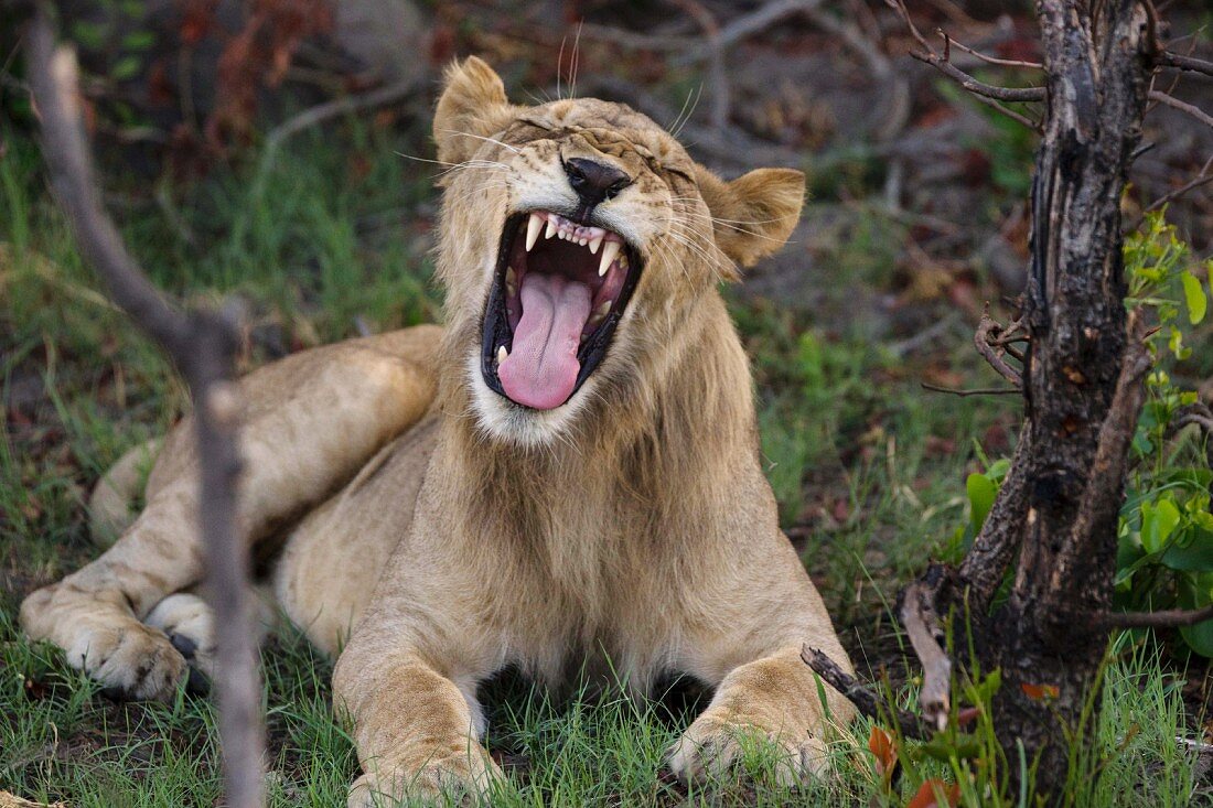 Gähnender Löwe in freier Wildbahn, Okavango Delta, Botswana