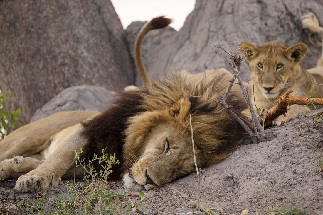 Ruhende Löwen in freier Wildbahn, Okavango Delta, Botswana