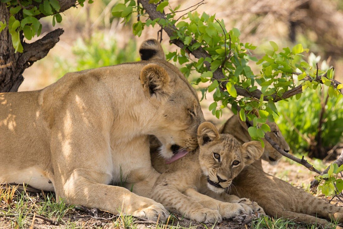 A lioness and a cub in the wild, Okavango Delta, Botswana