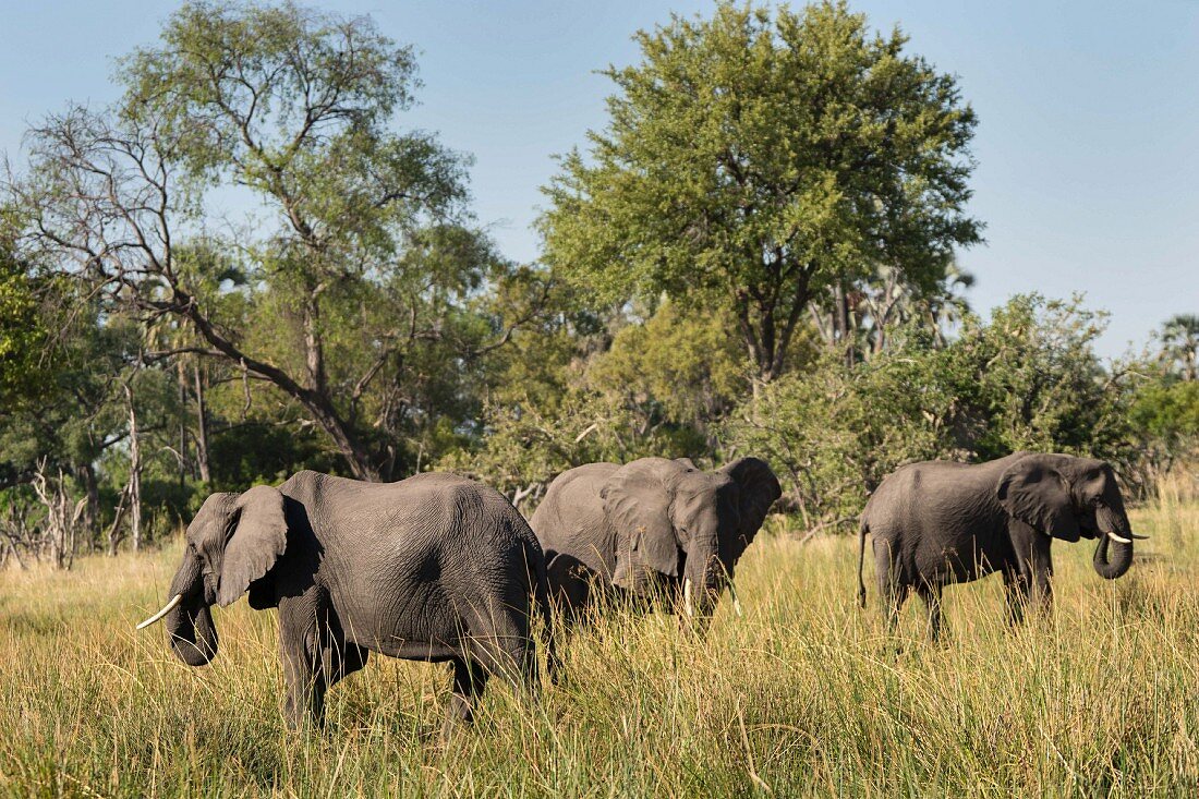 Elephants in the wild, Okavango Delta, Botswana