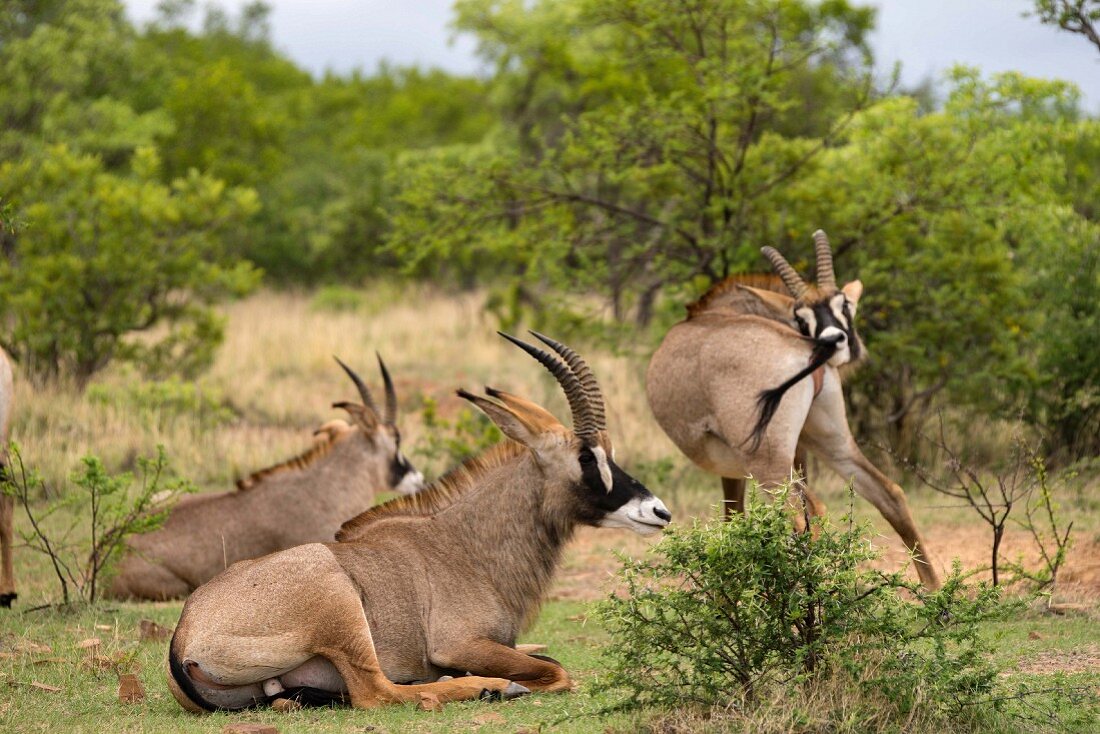 Oryx-Antilopen in freier Wildbahn, Südafrika