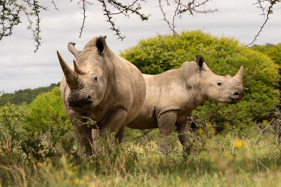Two rhinos in the wild, Vaalwater, South Africa