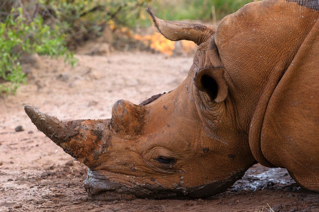 A rhino rolling in mud, Vaalwater, South Africa