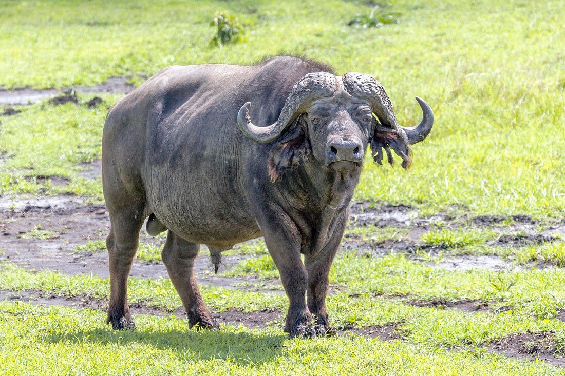 A buffalo in the Ngorongoro crater in the Serengeti, Tanzania, Africa