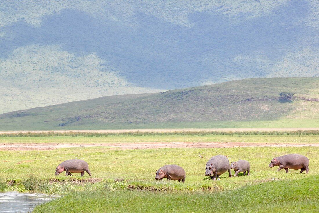 A herd of hippos in the Ngorongoro crater in the Serengeti, Tanzania, Africa