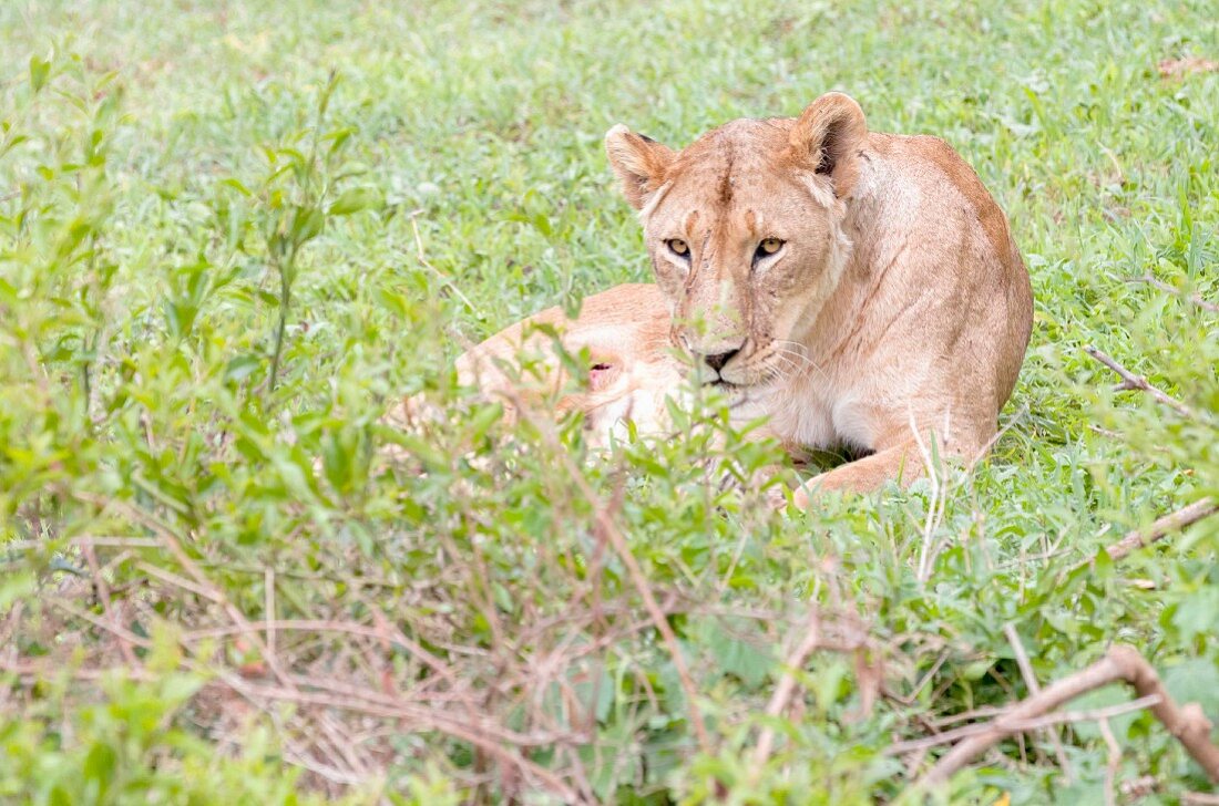 An injured lioness in the Ngorongoro crater in the Serengeti, Tanzania, Africa