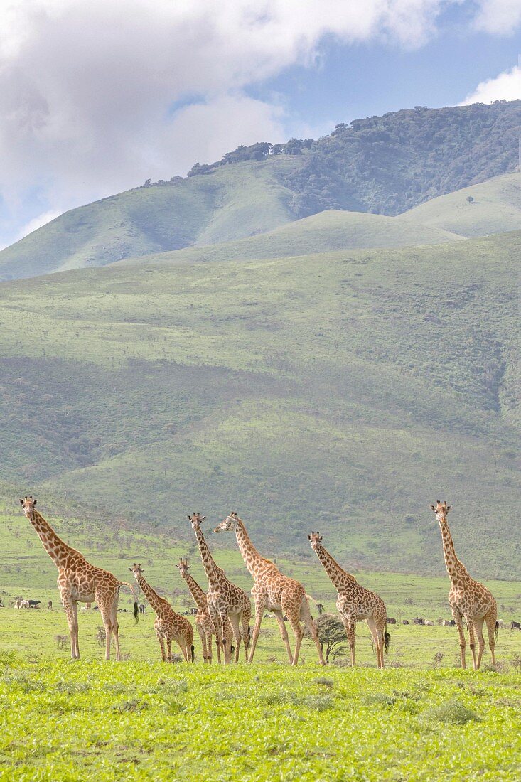 Giraffen im Ngorongoro-Krater in der Serengeti, Tansania, Afrika