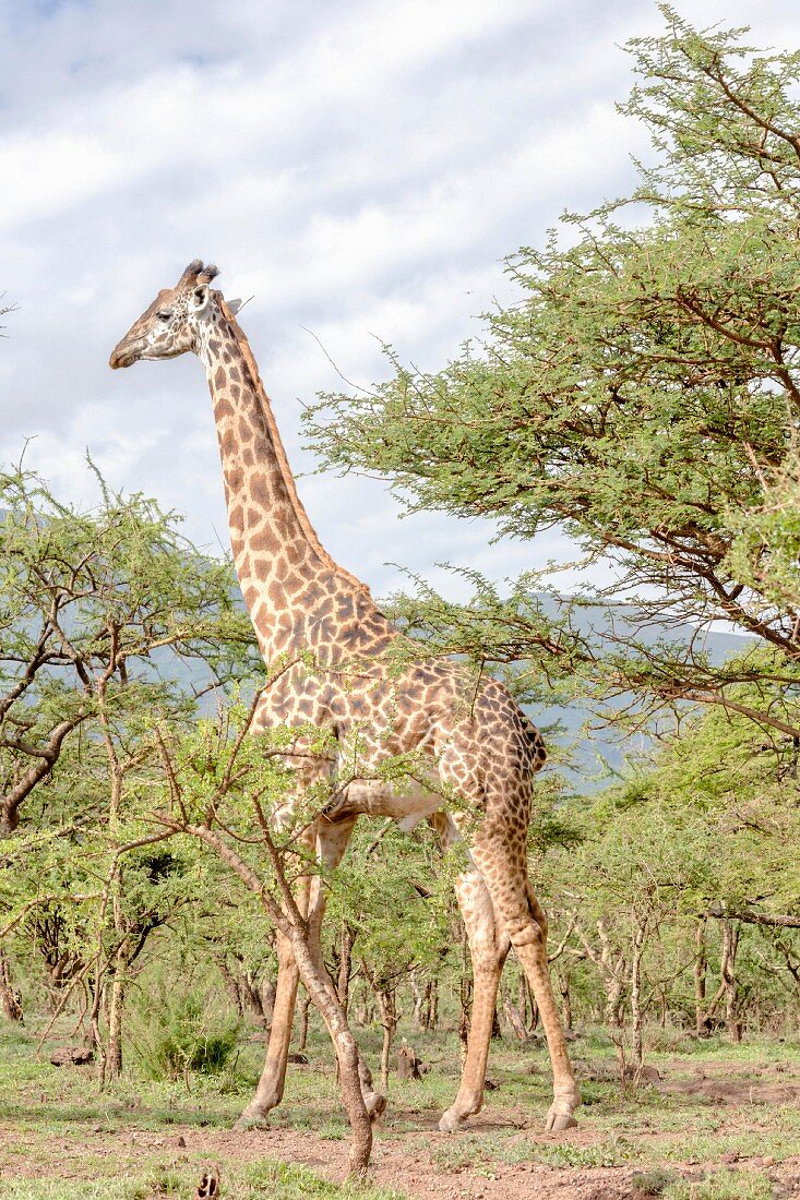 A giraffe in the Ngorongoro crater in the Serengeti, Tanzania, Africa
