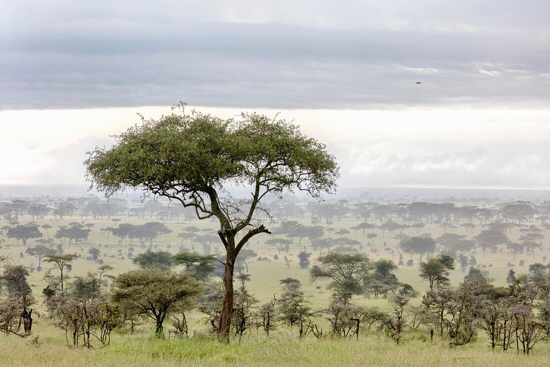 Ngorongoro-Wildlife Reserve, Serengeti, Tansania, Afrika