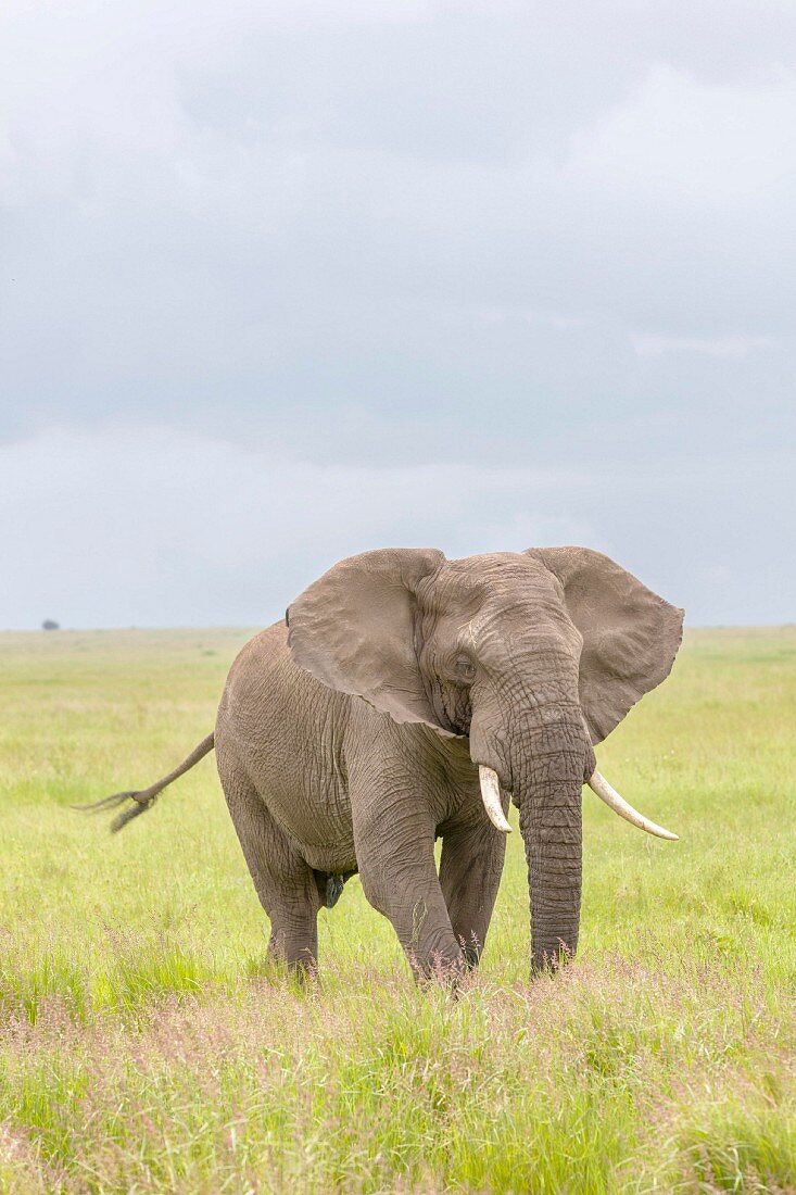 An elephant at the Serengeti Wildlife Reserve, Tanzania, Africa