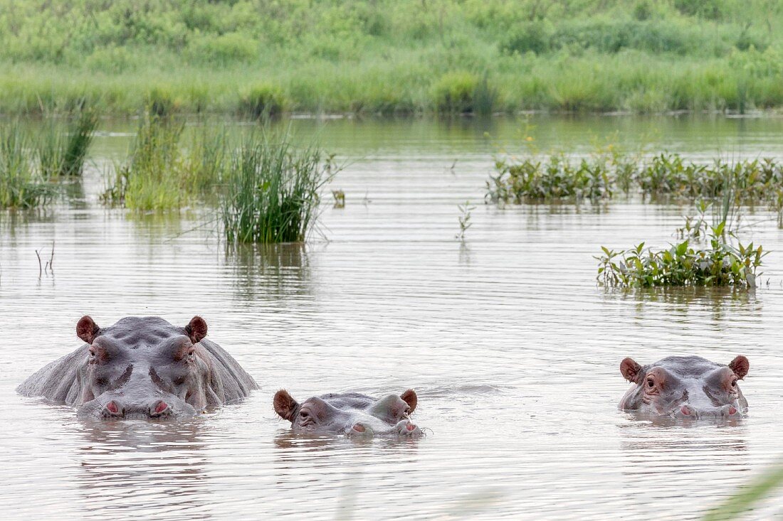 Hippos at the Serengeti Wildlife Reserve, Tanzania, Africa