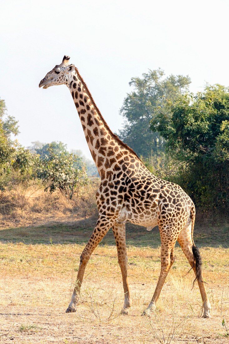 A giraffe in the wild, Zambia, Africa