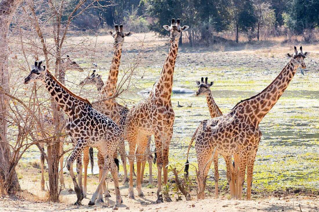 Giraffen in freier Wildbahn, Sambia, Afrika