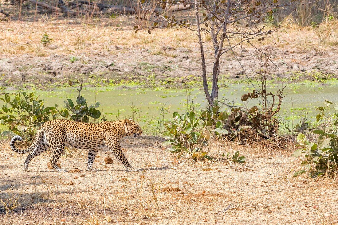 Leopard in freier Wildbahn, Sambia, Afrika