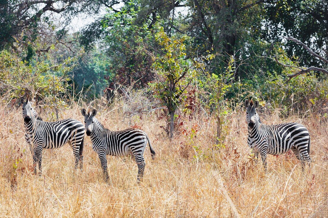 Zebras in freier Wildbahn, Sambia, Afrika