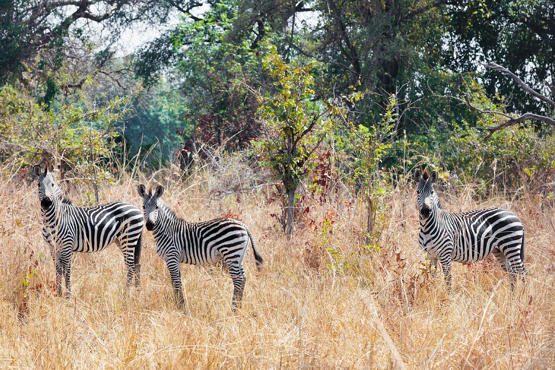 Zebras in the wild, Zambia, Africa