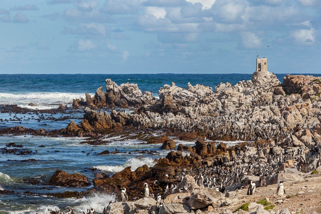 Penguins on the cape (Betty's Bay, South Africa)