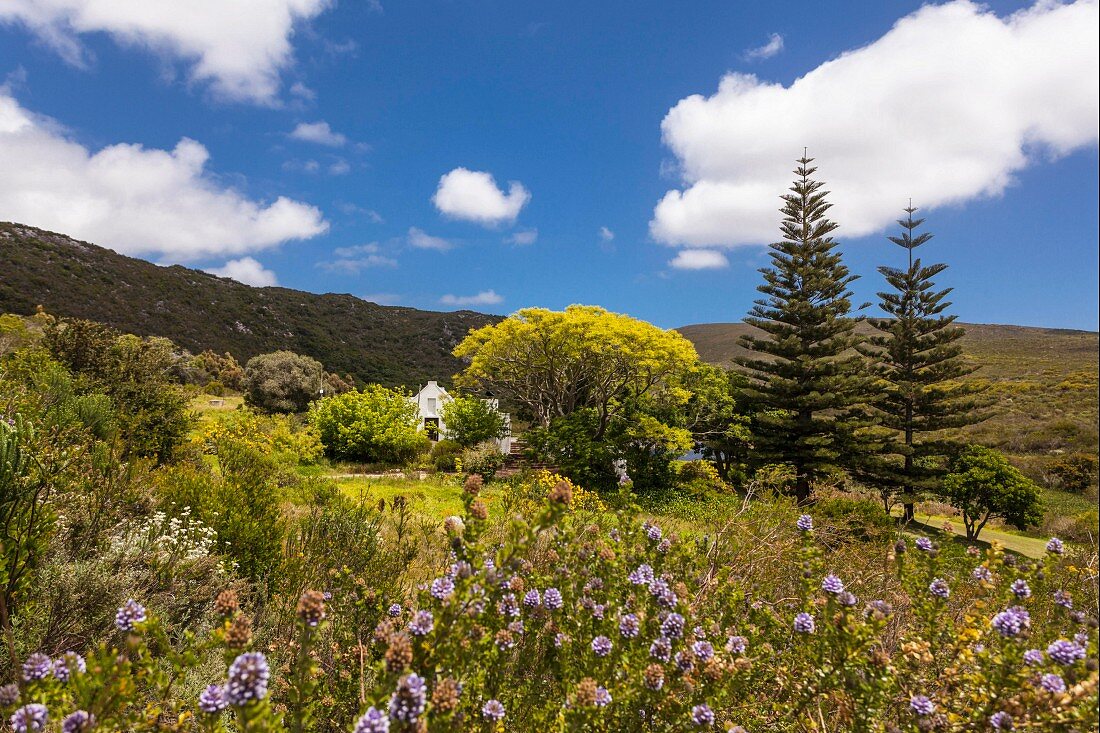 Grootbos Naturreservat (Südafrika)