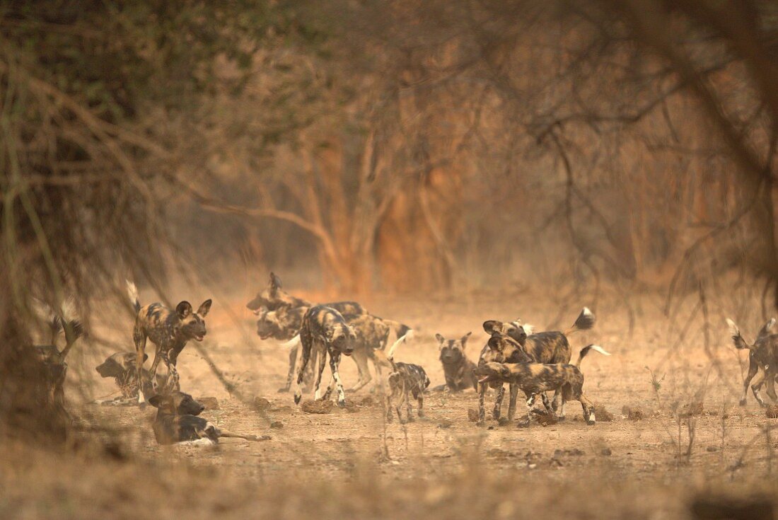 A pack of African wild dogs, Zimbabwe, Africa