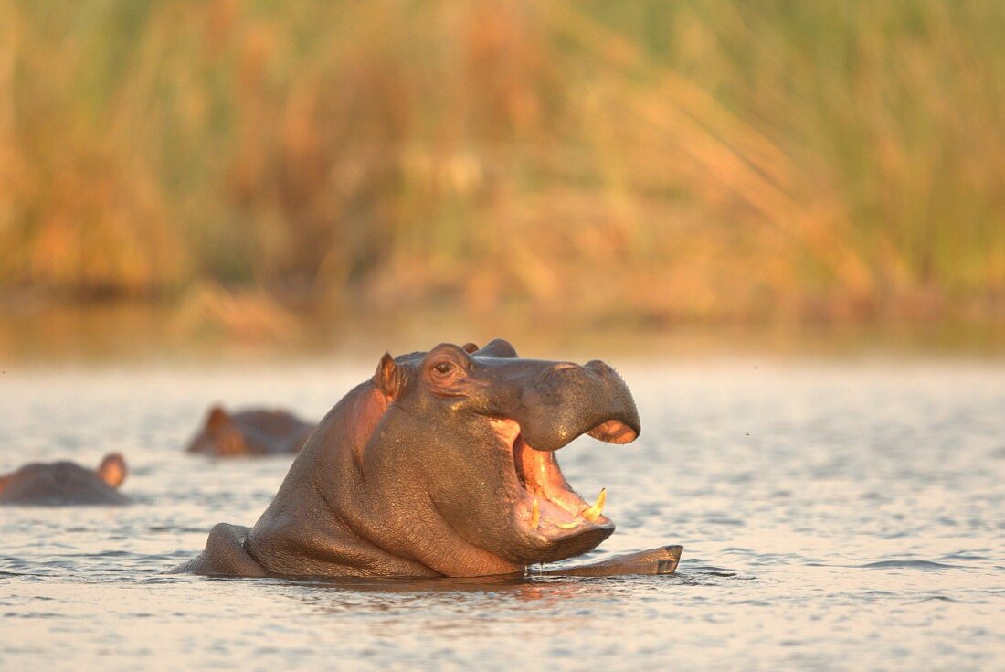 Flusspferde im Wasser, Afrika