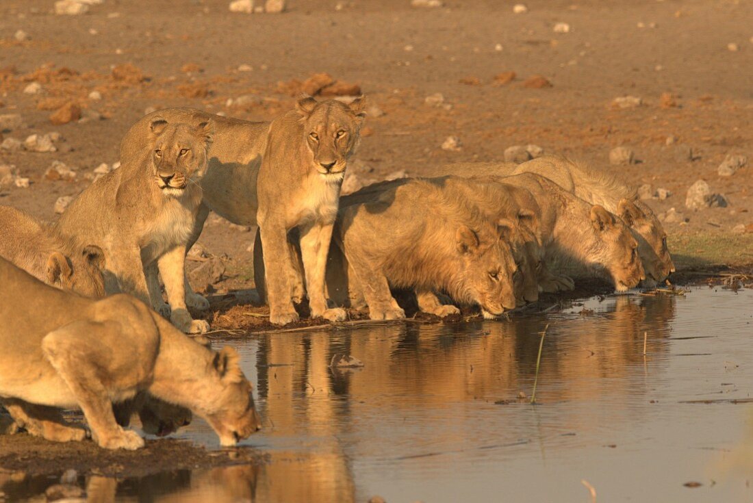 Lions drinking at a watering hole, Africa