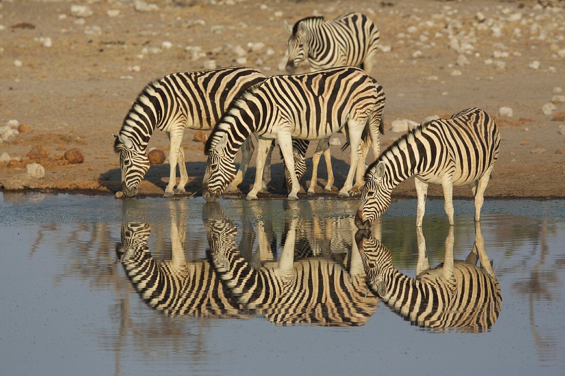 Zebras at a watering hole, Africa