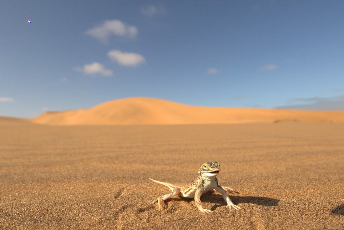 Wüsteneidechse im Sand, Afrika