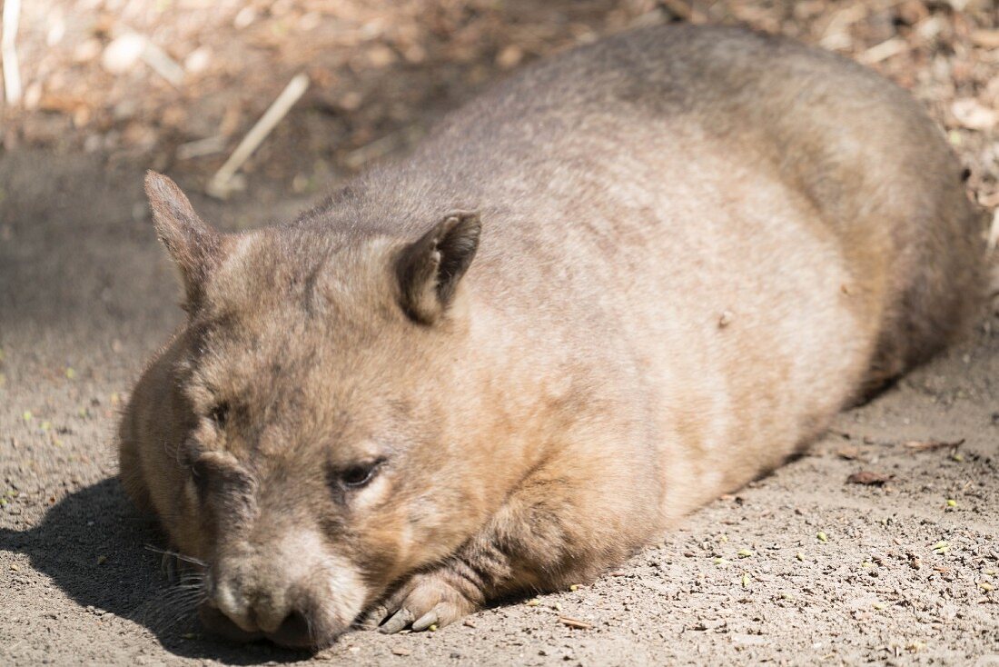 Ein Wombat, beheimatet in Australien