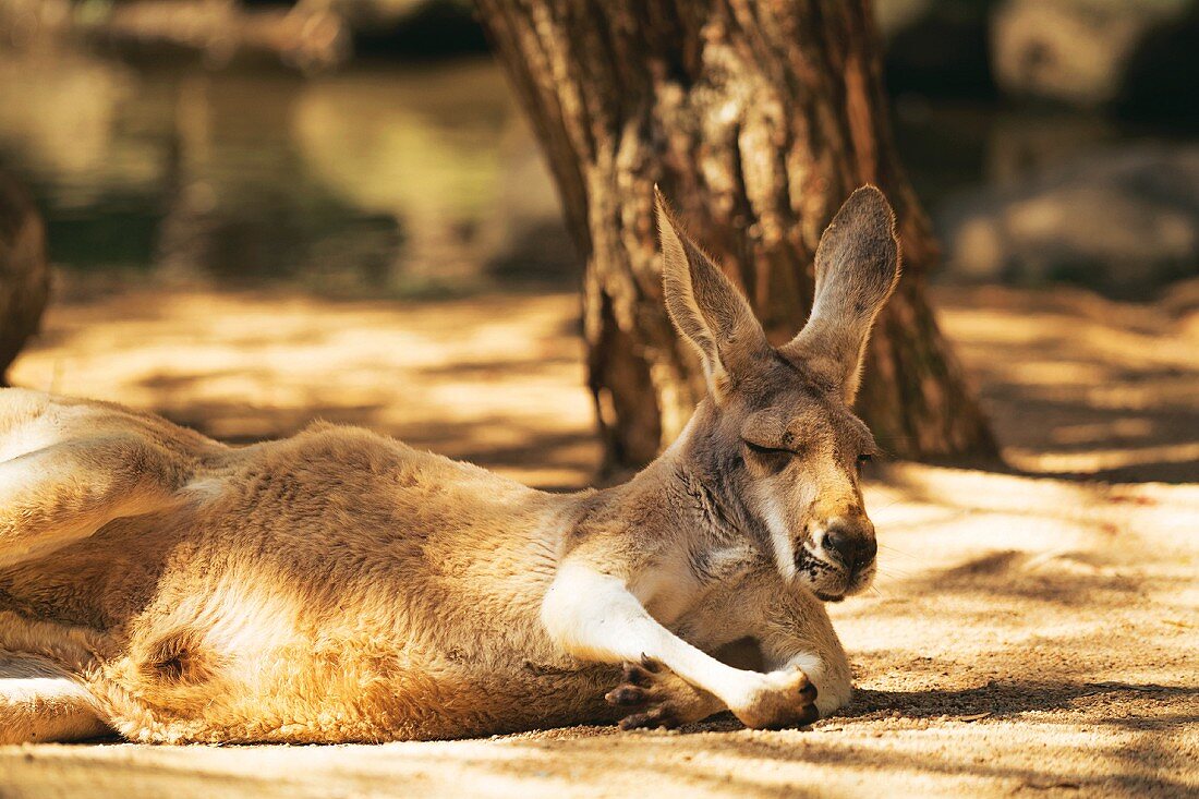 A kangaroo in the Currumbin Wildlife Sanctuary (Australia)