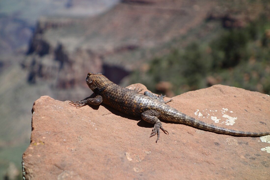 A lizard on a stone platter (Grand Canyon, Arizona, USA)(Grand Canyon, Arizona, USA)