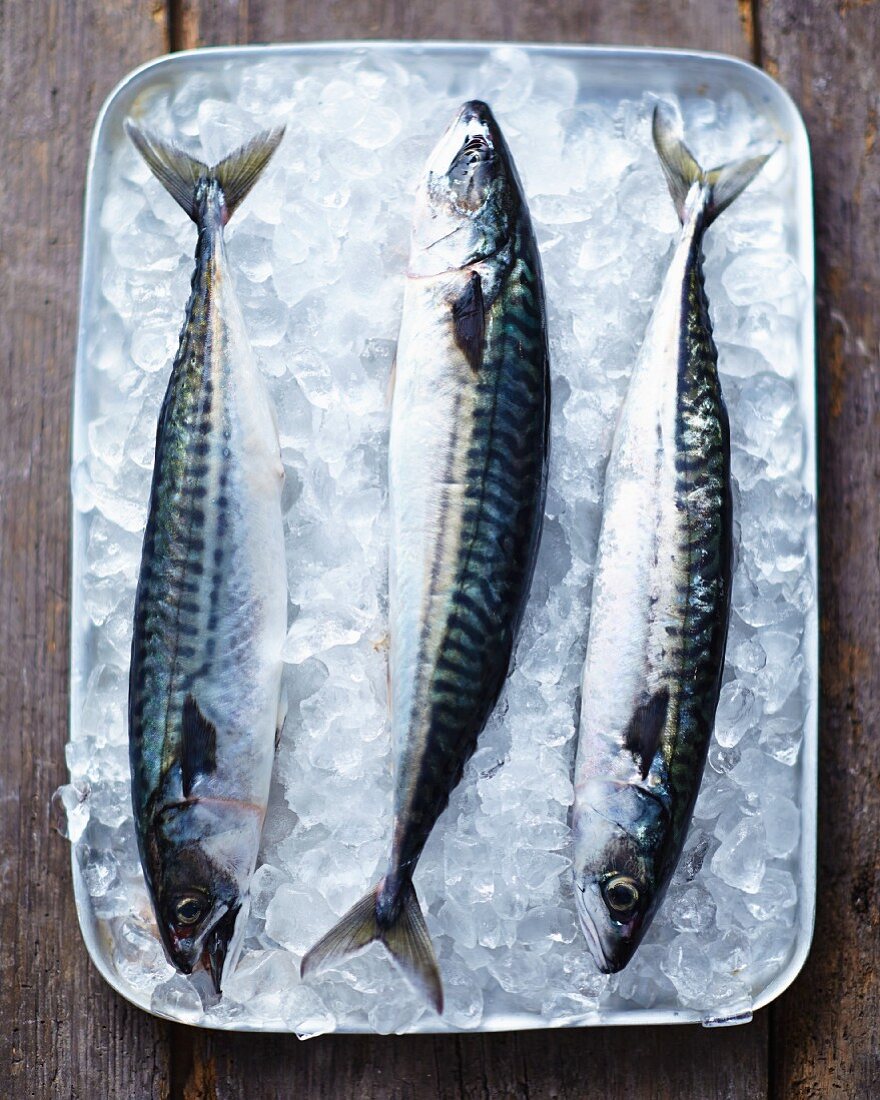 Fresh mackerel on ice in a tray